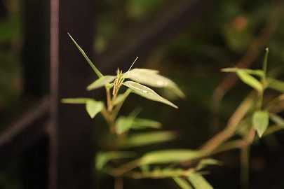 禅那和禅定的区别是什么
