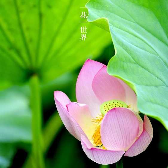 开悟的层次