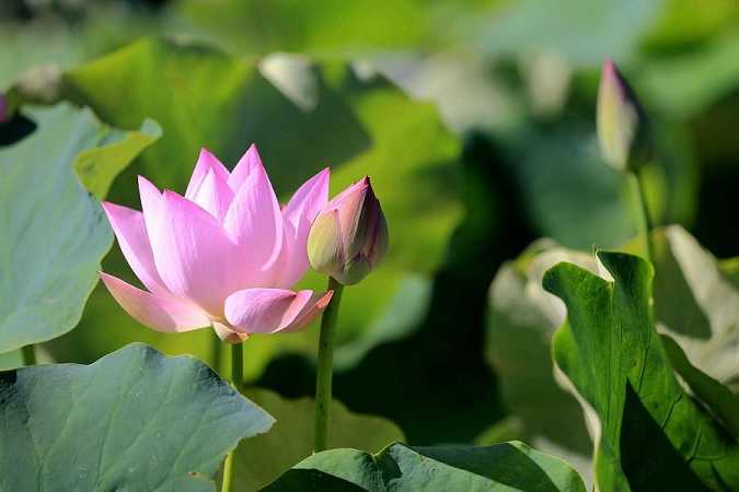 须陀洹果的解释