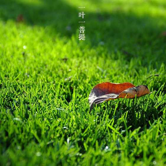 释迦牟尼佛是贤劫千佛中最特殊的一位