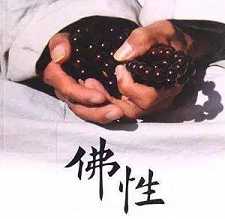 灵魂与佛性有什么区别