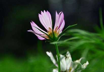 芭蕉罗汉的简介