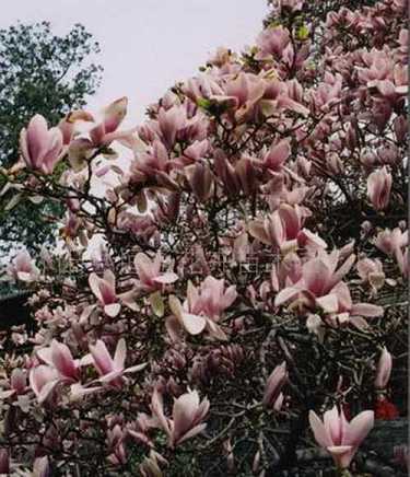 断见与常见的区别是什么