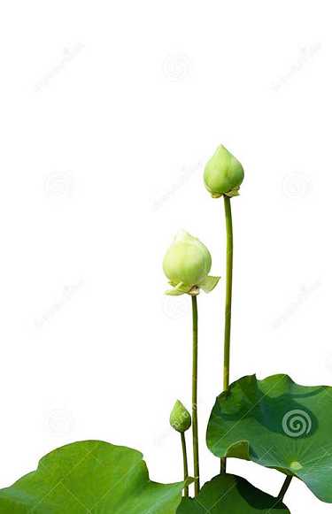 读法华经不思议的感应