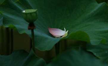 因上努力 果上随缘 
