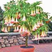 盂兰盆节话佛家的孝慈