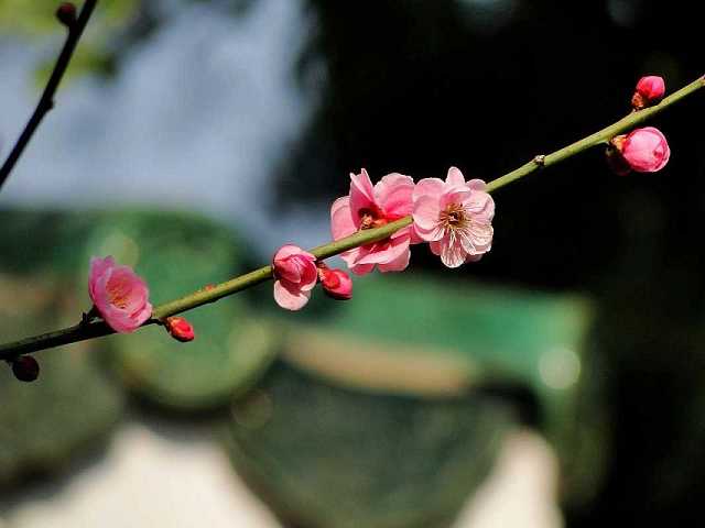 消灾吉祥神咒和解结咒