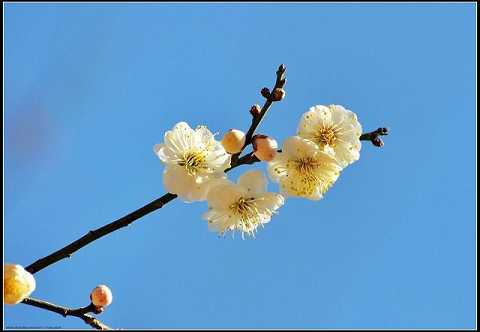 念药师经药师咒哪个好