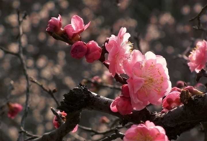 般若波罗蜜多咒怎么读带拼音