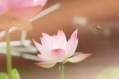 药师经咒语注音