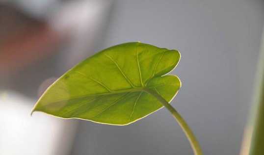 药师经一天只念一次经可以吗