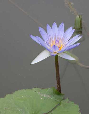 药师经白话文