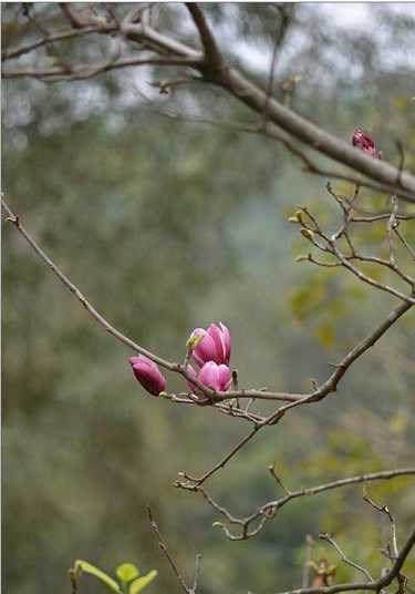 文殊菩萨八字真言