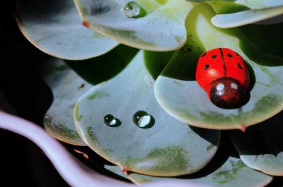 孕妇念药师经的感应