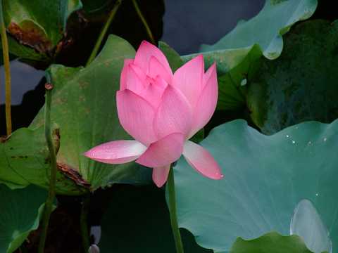 药师经简体字全文