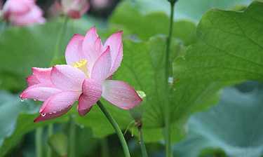 药师经快诵20分钟